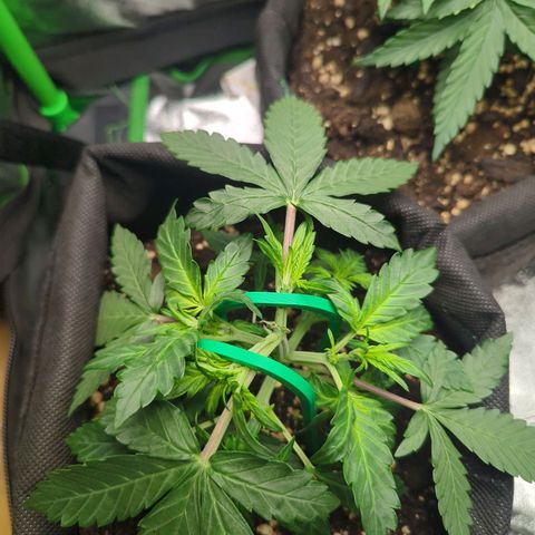 Green Gelato Automatic growlog timeline photo