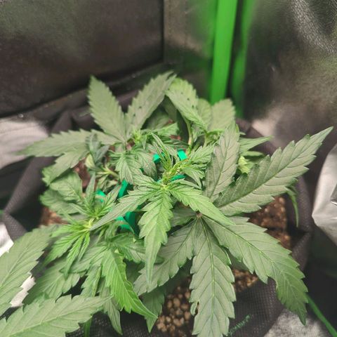 Milky Way growlog timeline photo