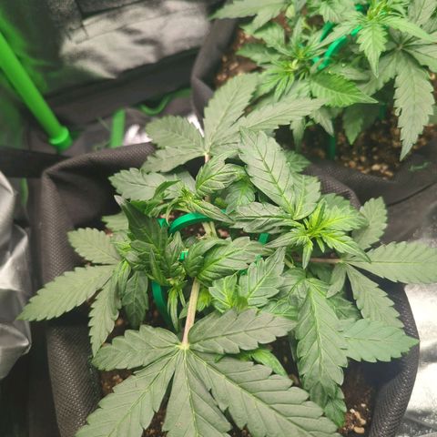 Green Gelato Automatic growlog timeline photo