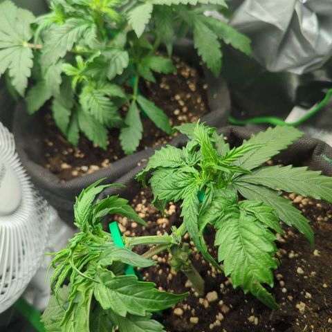 Green Gelato Automatic growlog timeline photo