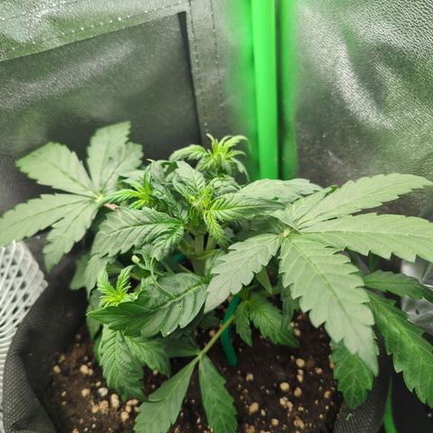 Milky Way growlog timeline photo