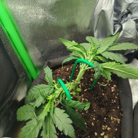 Milky Way growlog timeline photo