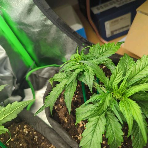 Green Gelato Automatic growlog timeline photo