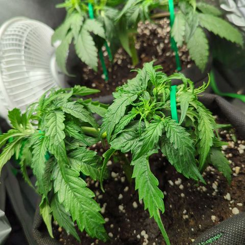 Green Gelato Automatic growlog timeline photo