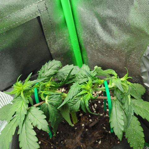 Milky Way growlog timeline photo