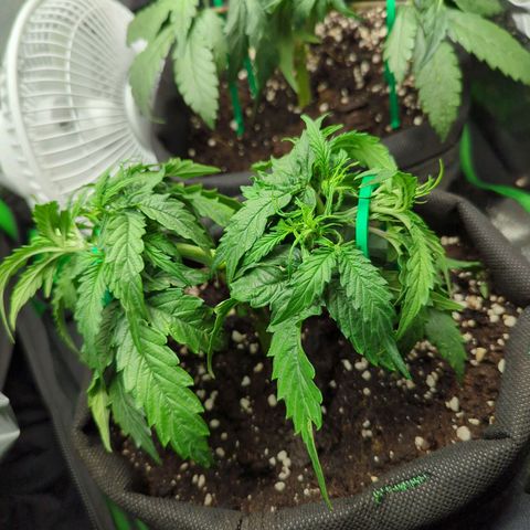 Green Gelato Automatic growlog timeline photo
