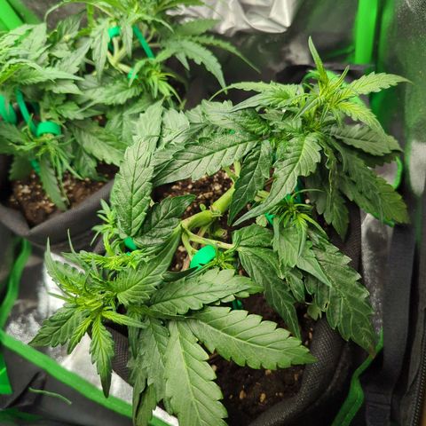 Green Gelato Automatic growlog timeline photo