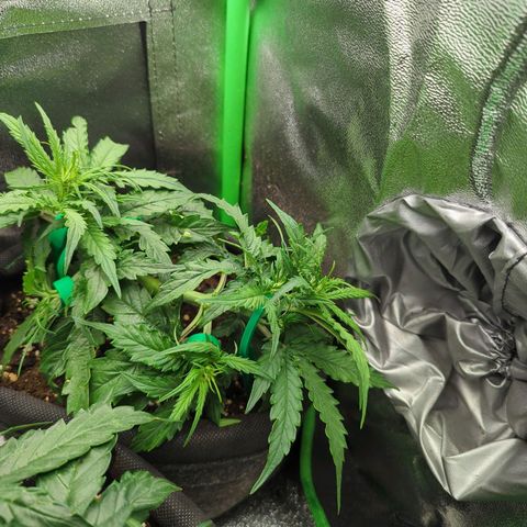 Milky Way growlog timeline photo