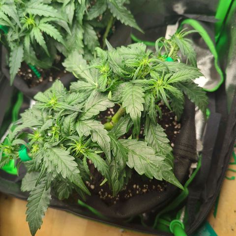 Green Gelato Automatic growlog timeline photo