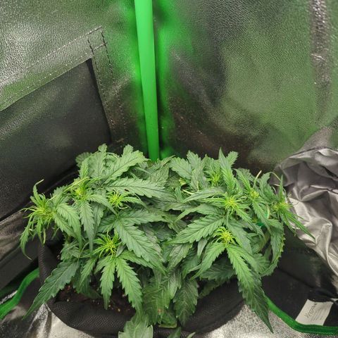 Milky Way growlog timeline photo