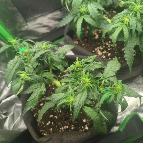 Green Gelato Automatic growlog timeline photo