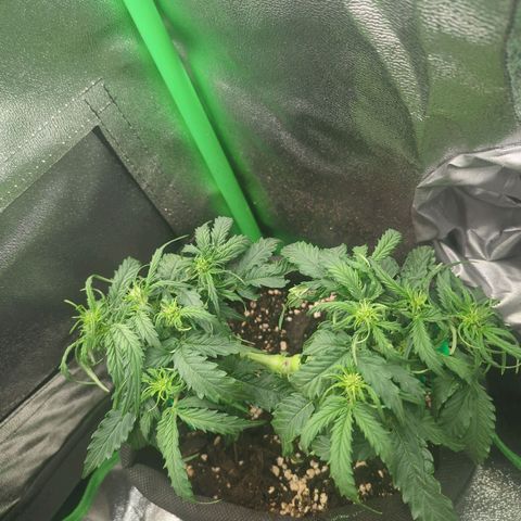 Milky Way growlog timeline photo