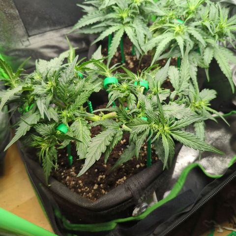 Green Gelato Automatic growlog timeline photo