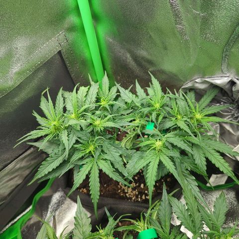 Milky Way growlog timeline photo
