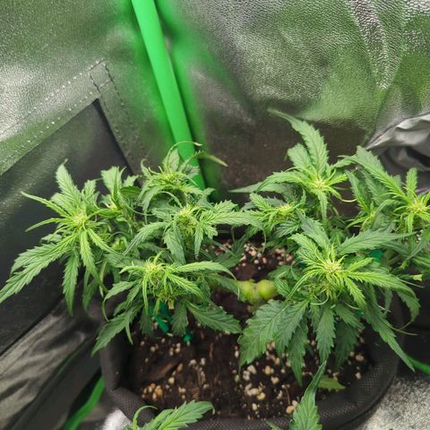 Milky Way growlog timeline photo