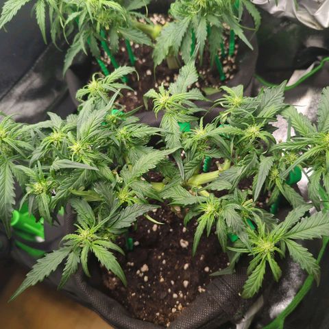 Green Gelato Automatic growlog timeline photo