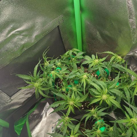 Milky Way growlog timeline photo