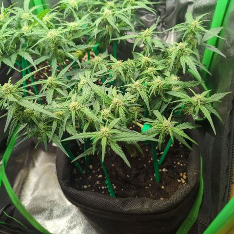 Green Gelato Automatic growlog timeline photo