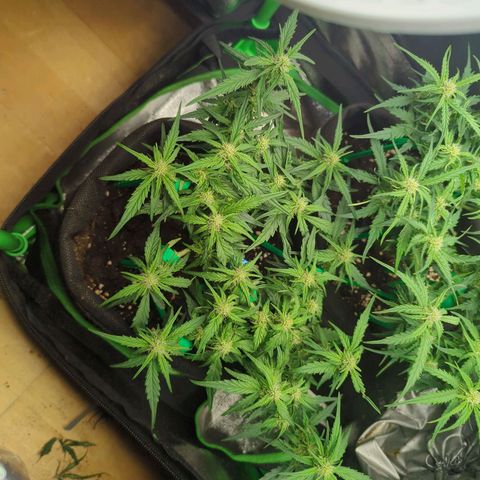 Green Gelato Automatic growlog timeline photo