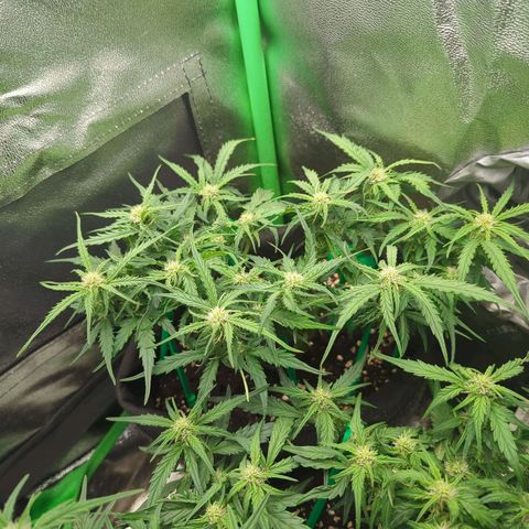 Milky Way growlog timeline photo