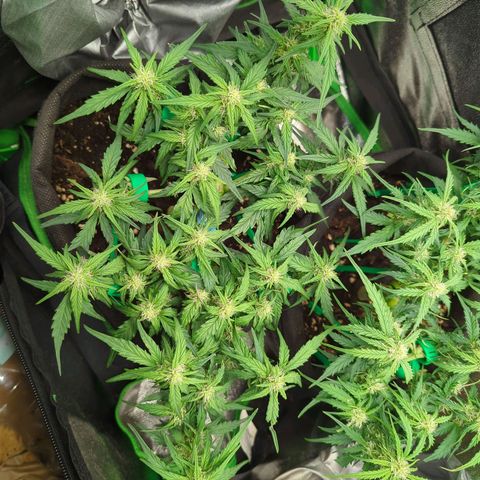 Green Gelato Automatic growlog timeline photo