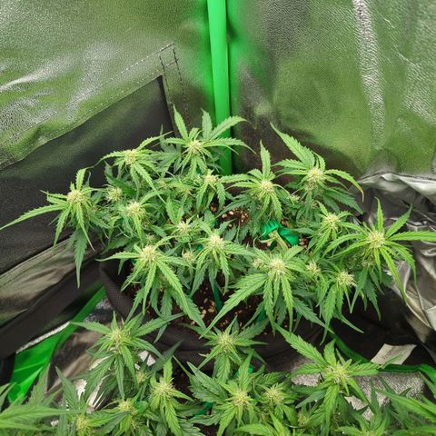 Milky Way growlog timeline photo
