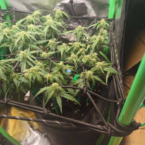 Green Gelato Automatic growlog timeline photo