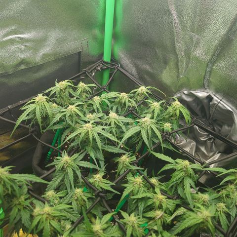 Milky Way growlog timeline photo