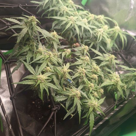 Green Gelato Automatic growlog timeline photo