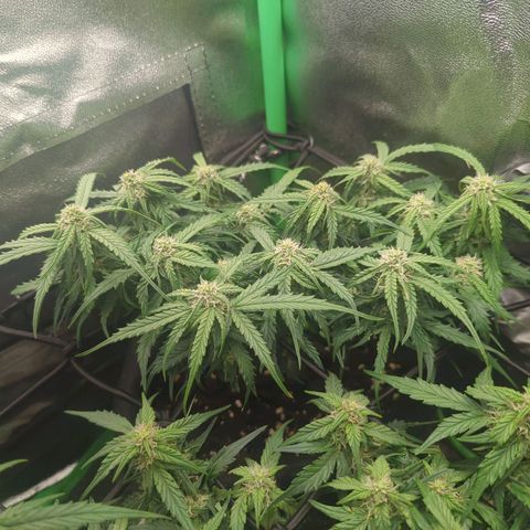Milky Way growlog timeline photo