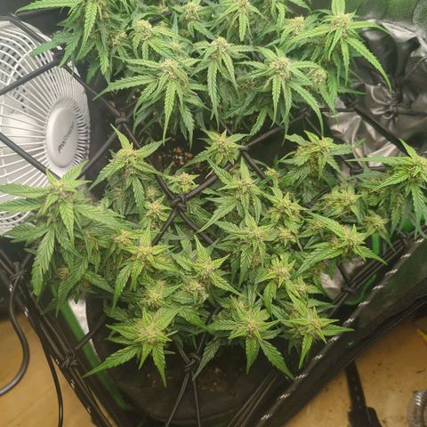 Green Gelato Automatic growlog timeline photo