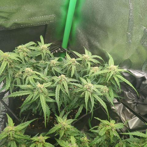 Milky Way growlog timeline photo