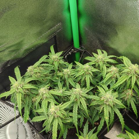 Milky Way growlog timeline photo