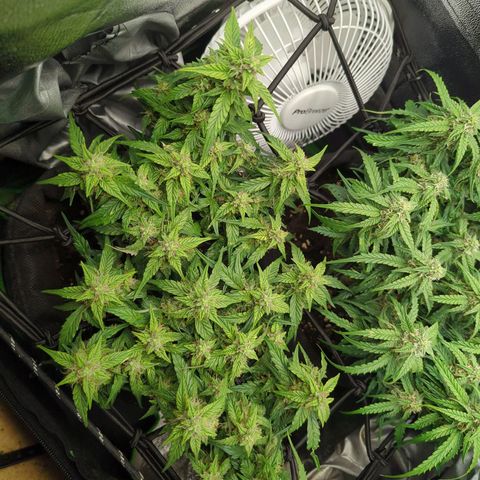 Green Gelato Automatic growlog timeline photo