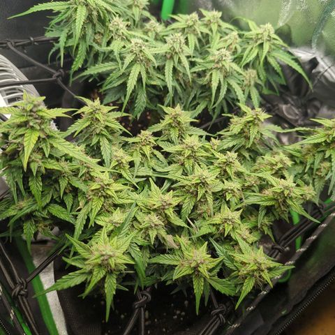 Green Gelato Automatic growlog timeline photo