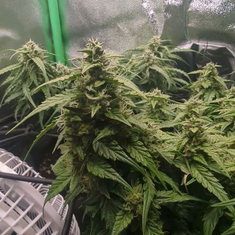 Green Gelato Automatic growlog timeline photo