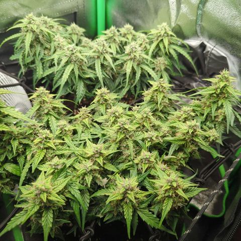Green Gelato Automatic growlog timeline photo