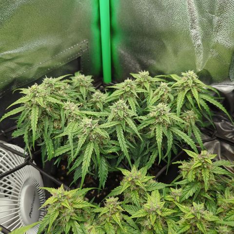 Milky Way growlog timeline photo