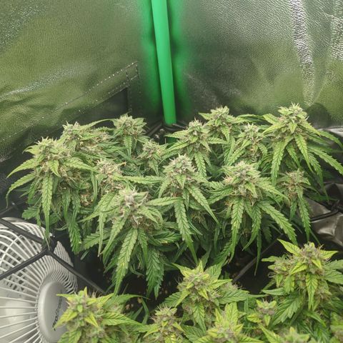 Milky Way growlog timeline photo