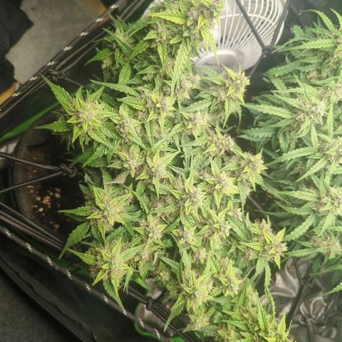 Green Gelato Automatic growlog timeline photo