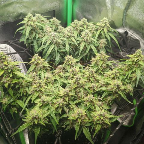 Green Gelato Automatic growlog timeline photo