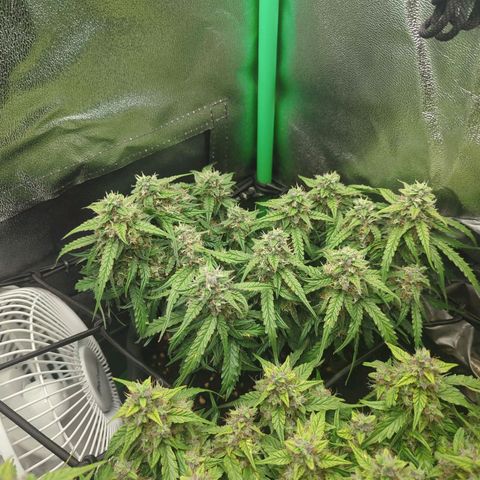 Milky Way growlog timeline photo