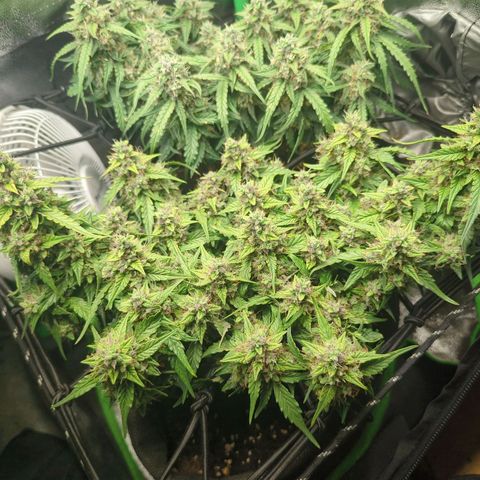 Green Gelato Automatic growlog timeline photo