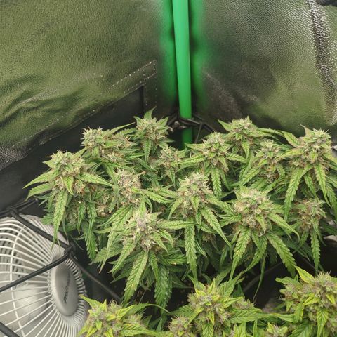 Milky Way growlog timeline photo
