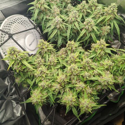 Green Gelato Automatic growlog timeline photo