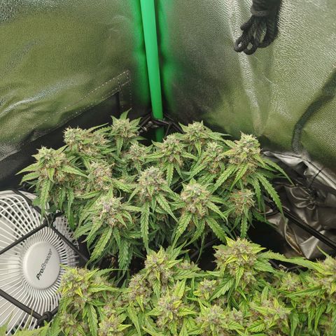 Milky Way growlog timeline photo