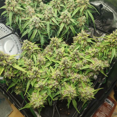 Green Gelato Automatic growlog timeline photo