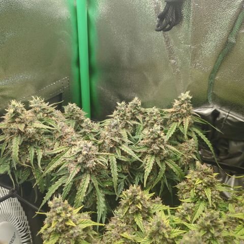 Milky Way growlog timeline photo