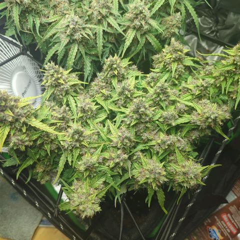 Green Gelato Automatic growlog timeline photo
