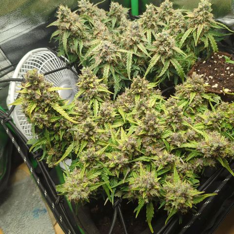 Green Gelato Automatic growlog timeline photo